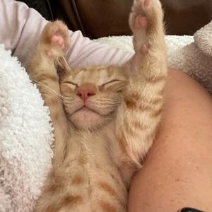 Meet your Posher, Sofia